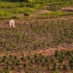 Agribusiness Jobs In Nigeria
