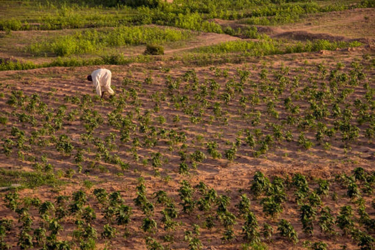 Agribusiness Jobs In Nigeria