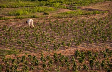 Agribusiness Jobs In Nigeria